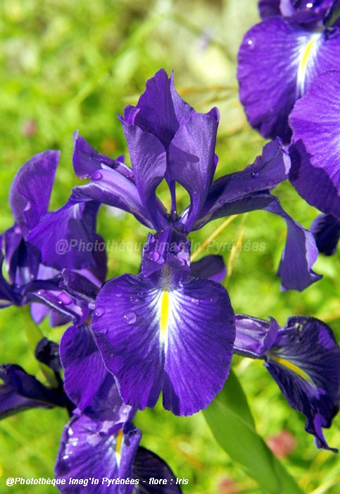 Iris xiphode