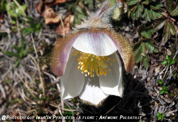 Anmone pulsatille