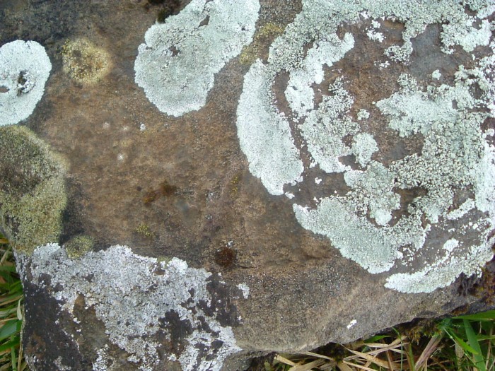 Lichen