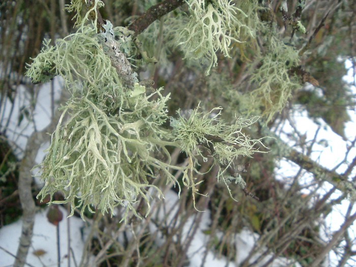 Lichen