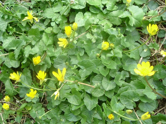 Renoncule ficaire Renoncule ficaire