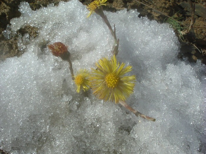 Tussilage