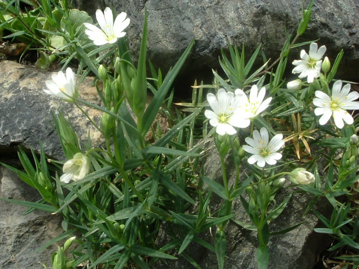 Stellaire holoste