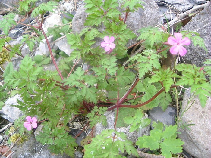 Granium Herbe  Robert