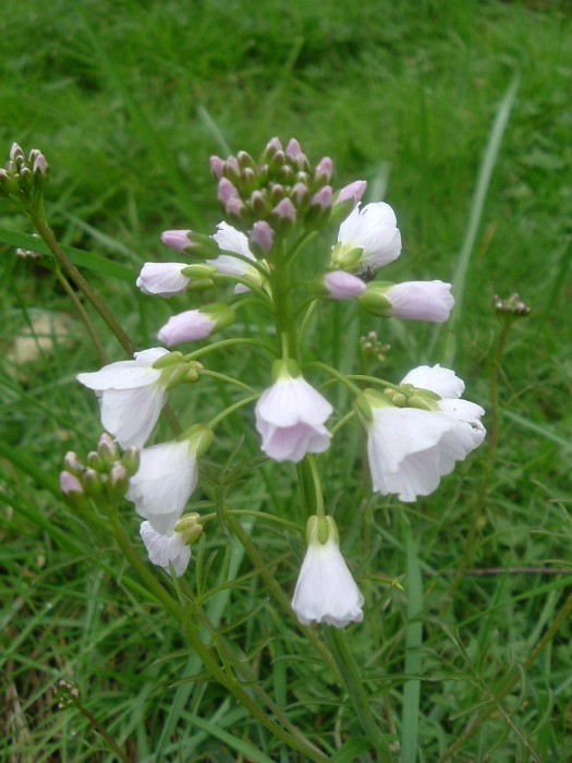 Cardamine des prs