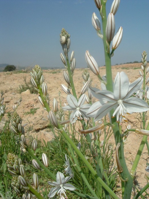 Asphodle fistuleux dans les Bardenas Reales