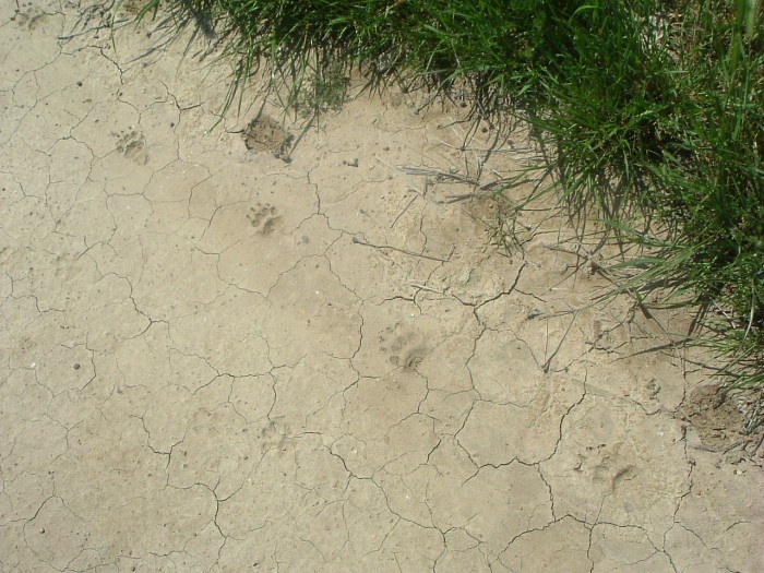 Bardenas RealesTraces sur le sol craquel vers Sarda del Moral