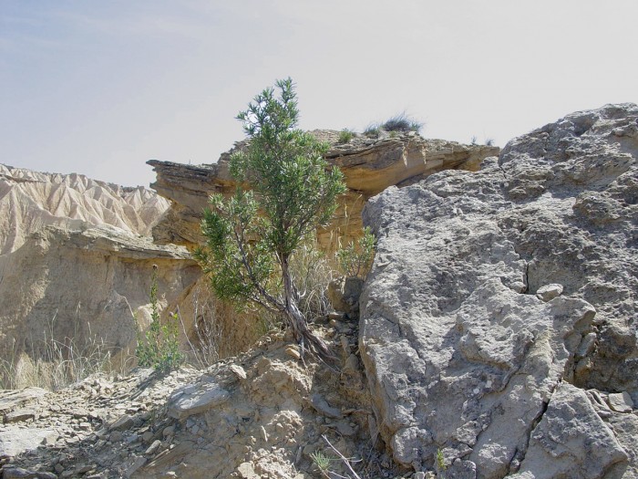 Du vert dans le dsert des Bardenas