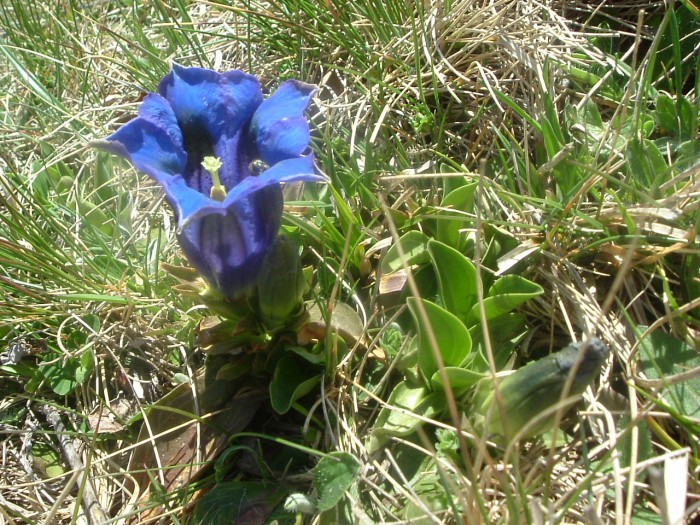 Gentiane acaule