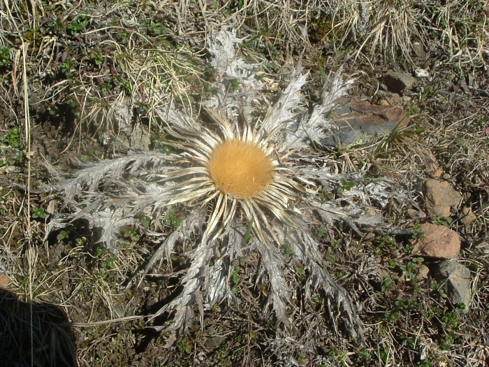 Carline  feuilles d'Acanthe