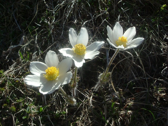 Pulsatille printanire