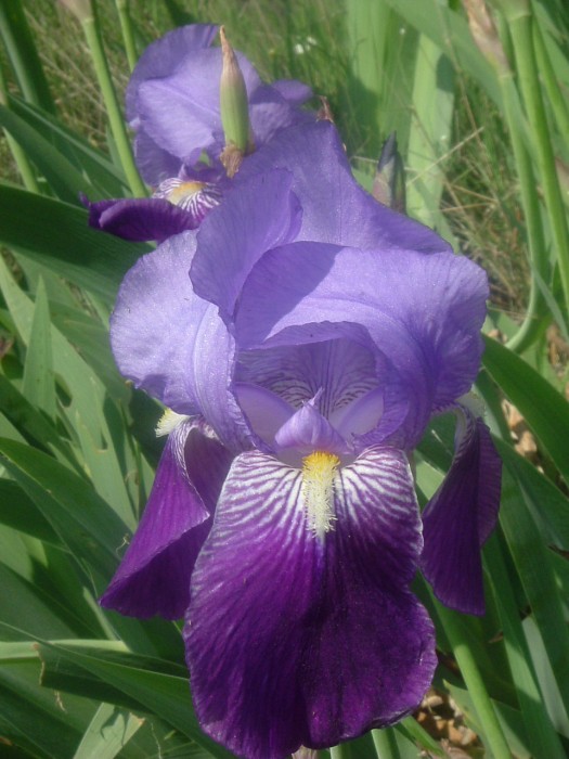 Iris des Pyrnes