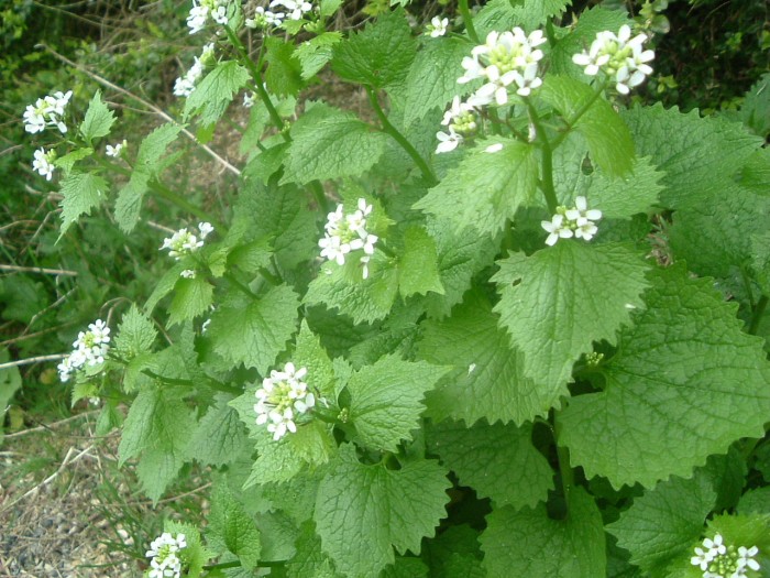 Alliaire officinale