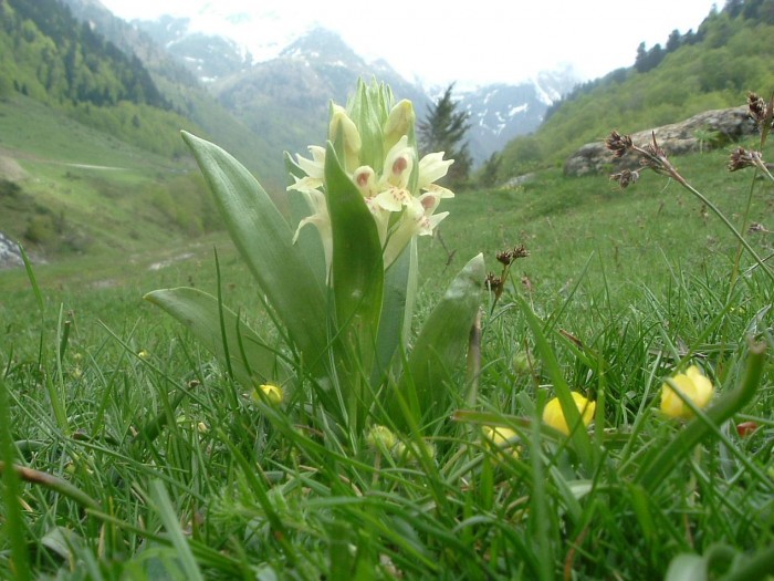 Orchis sureau