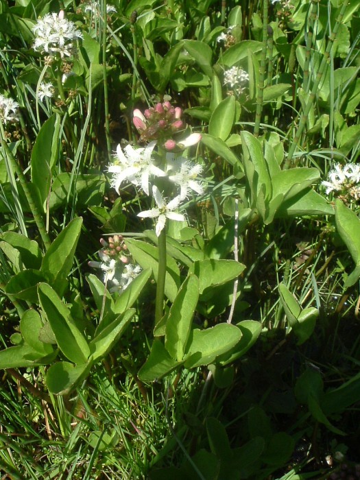 Mnyanthe  trois folioles