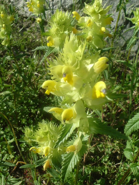 Rhinanthe