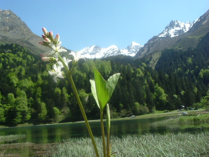 Mnyanthe  trois folioles