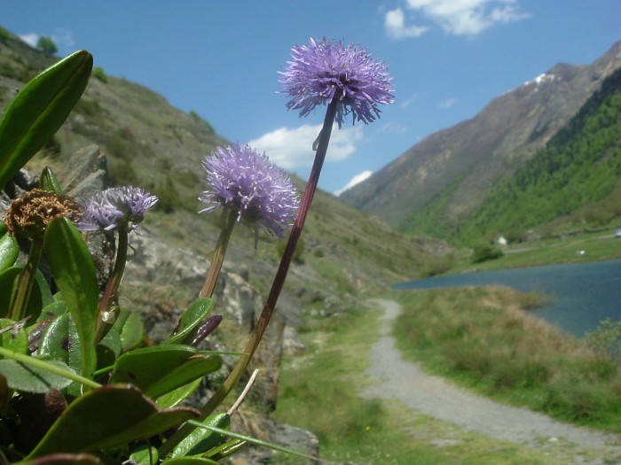 Globulaire à tige nue Globulaire à tige nue
