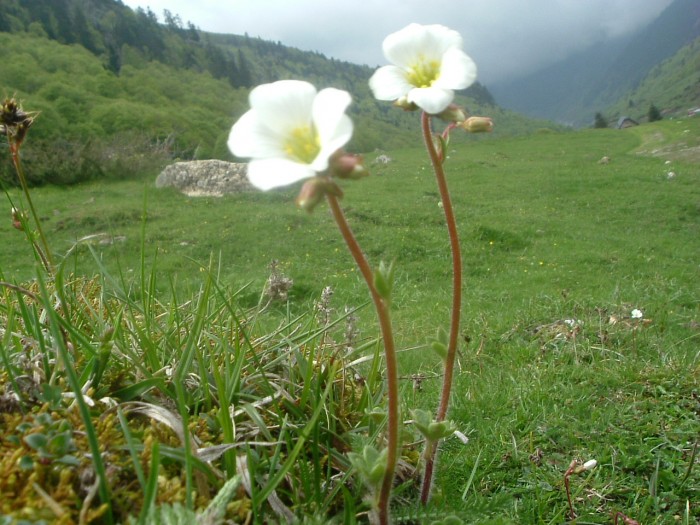Saxifrage granule