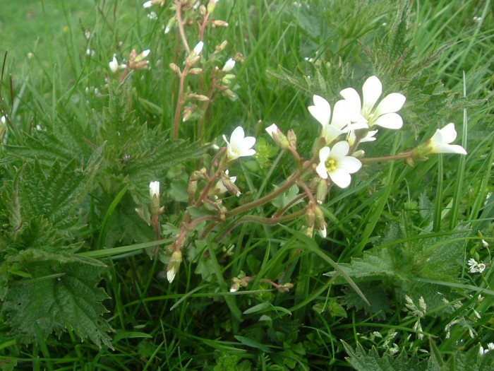 Saxifrage granule