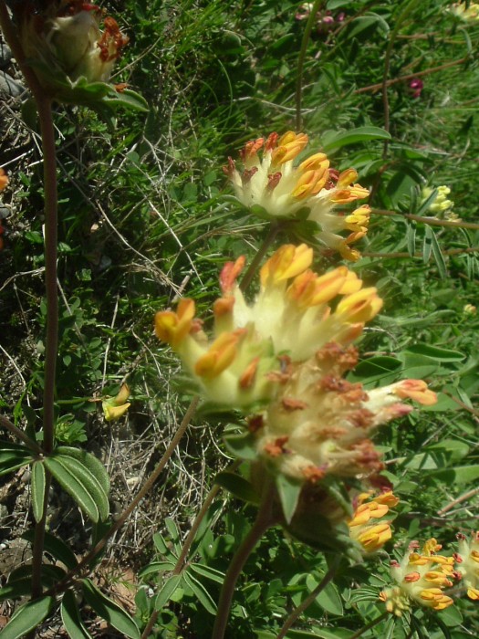 Anthyllide vulnéraire Anthyllide vulnéraire