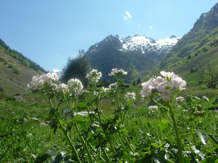 Cardamine  larges feuilles