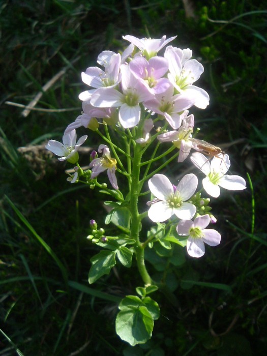 Cardamine  larges feuilles