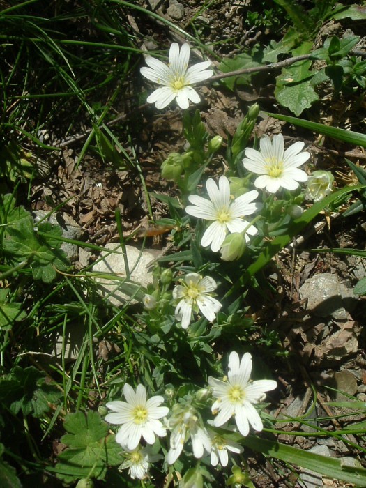 Craiste des Pyrnes