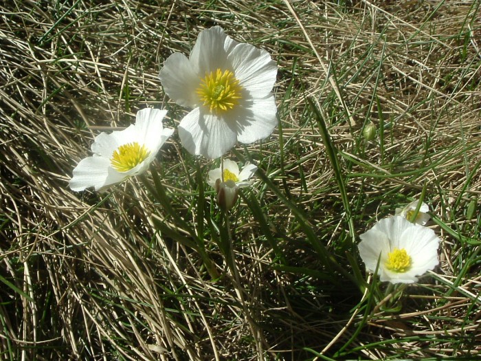 Renoncule des Pyrnes