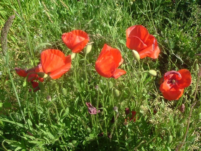 Coquelicot