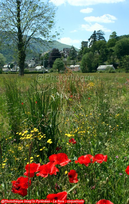Coquelicots