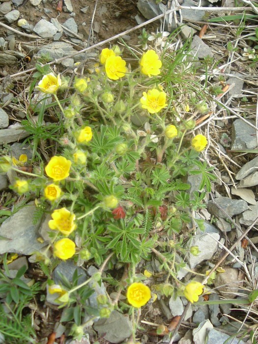 Potentille  sept folioles