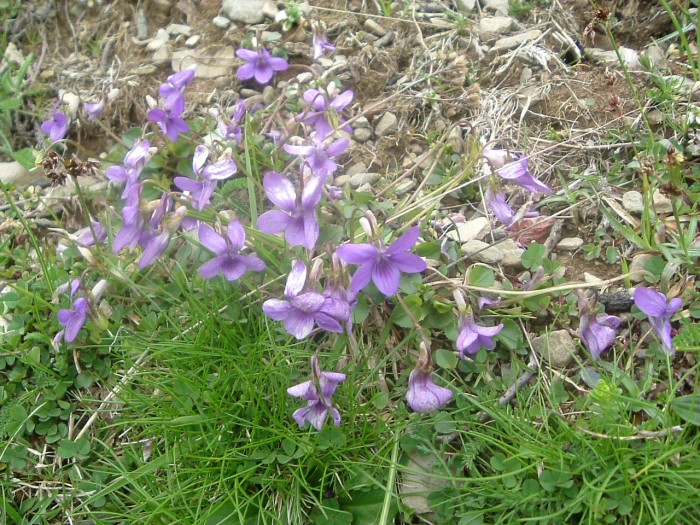 Violette cornue