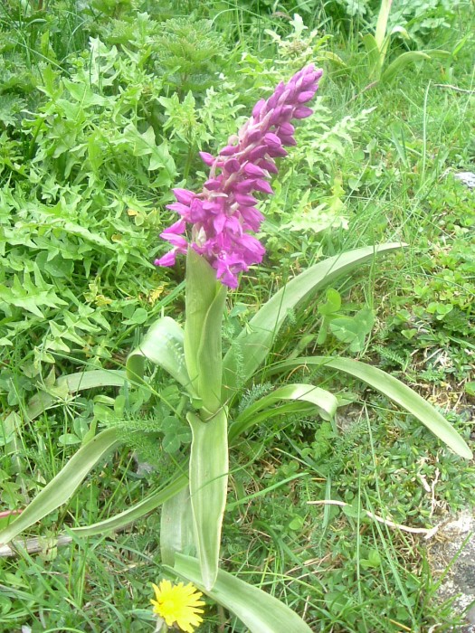 Orchis mle
