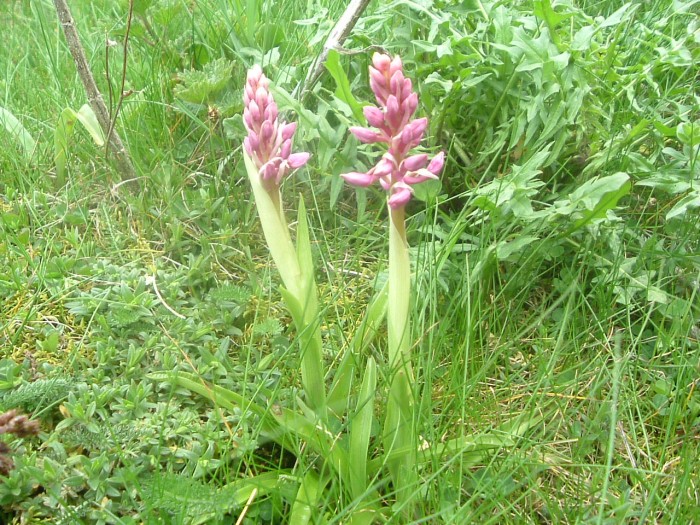 Orchis mle
