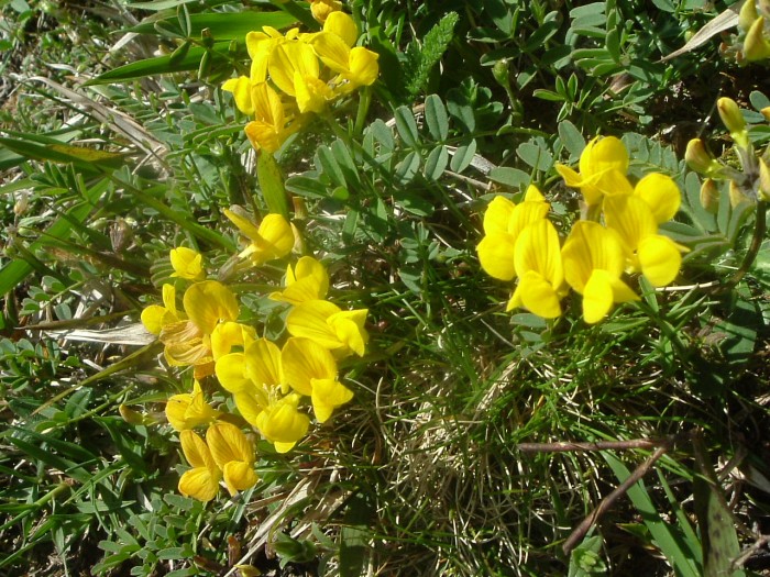 Lotier cornicul