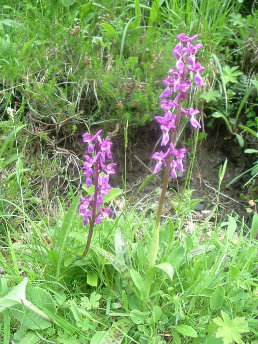 Orchis mle