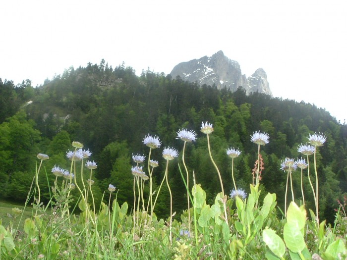 Jasione des montagnes Jasione des montagnes