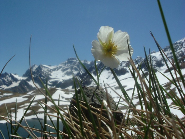 Renoncule des Pyrnes
