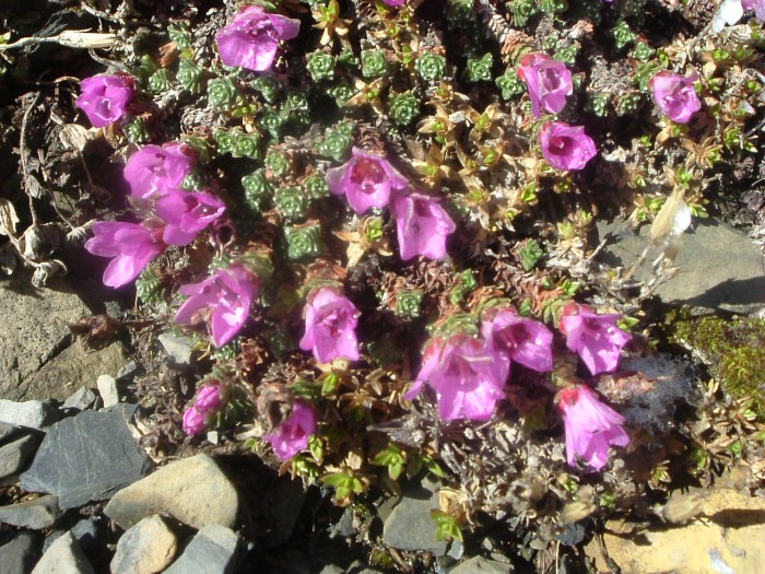 Saxifrage  feuilles opposes