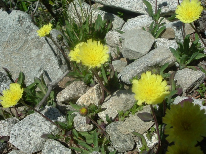 Epervire piloselle