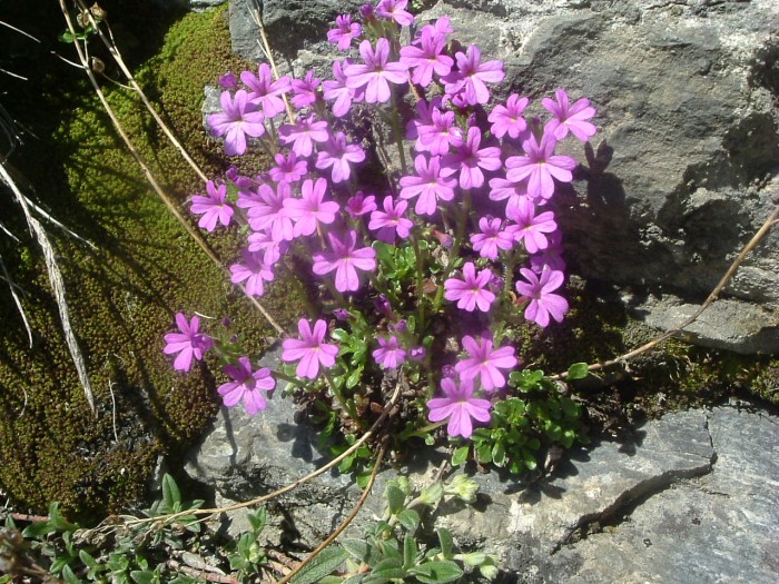 Erine des Alpes