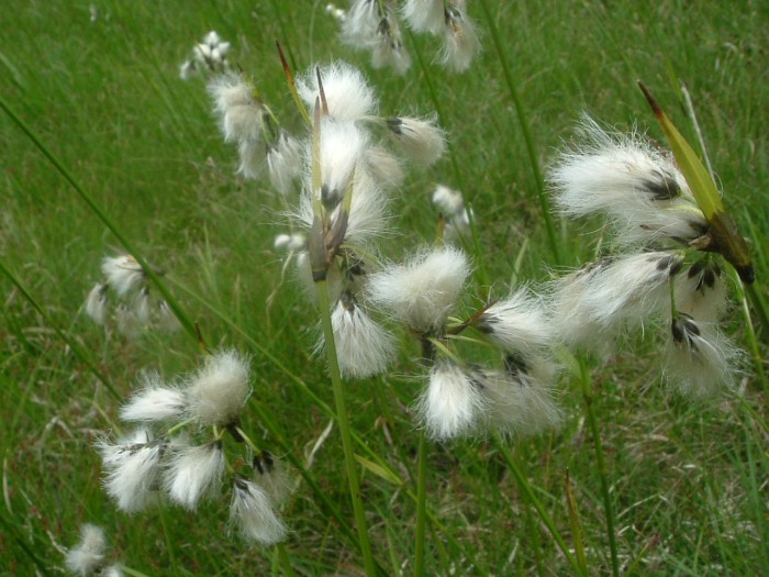 Linaigrette  feuilles troites