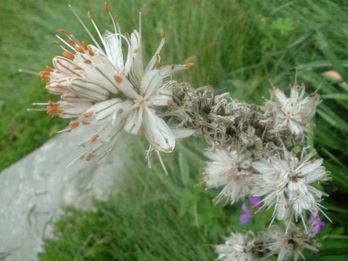 Asphodèle blanc