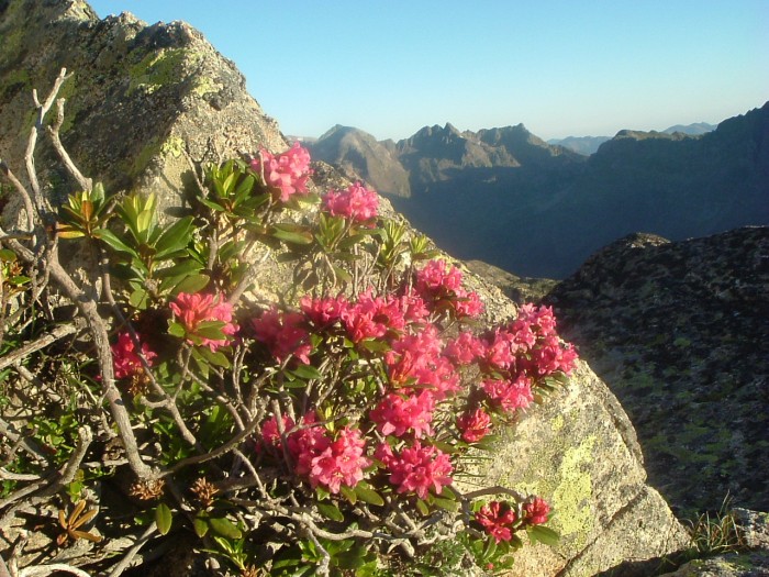 Rhododendron