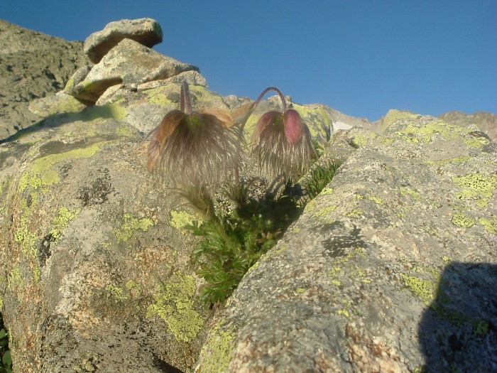 Pulsatille printanire
