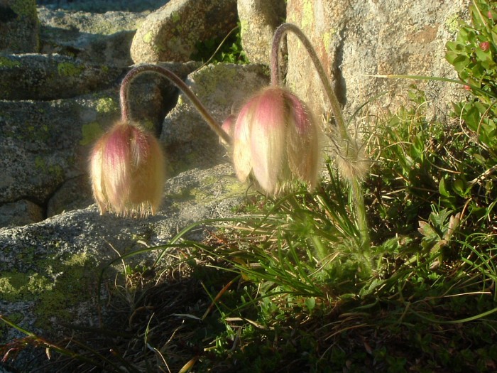 Pulsatille printanire