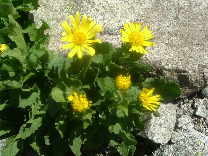 Doronic  grandes fleurs