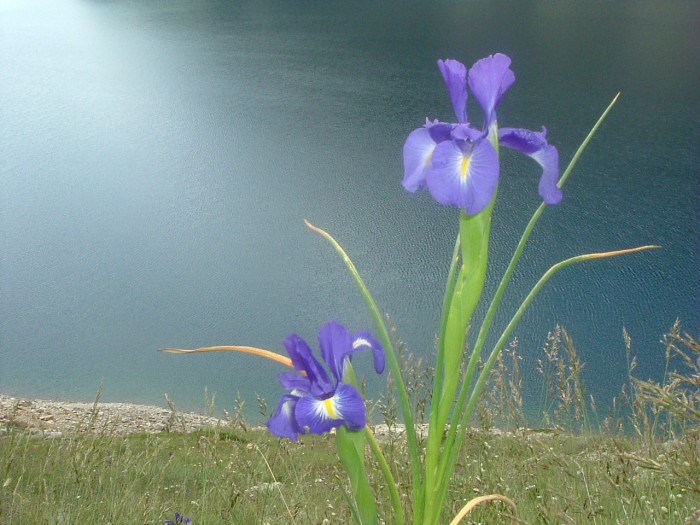 Iris des Pyrénées Iris des Pyrénées