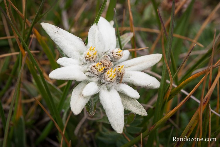 Edelweiss en montant au Soum Blanc des Especières